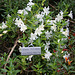L.A. Garden Tour - White Monkey Flower (6608)
