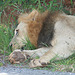 Lion Snoozing in a Ditch