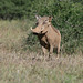 A Warthog with Attitude