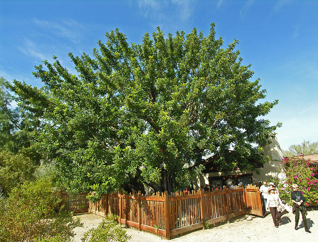 Smoke Tree Ranch Carob Tree (8825)