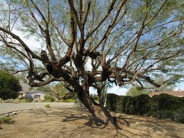 Smoke Tree Ranch Mesquite (8852)