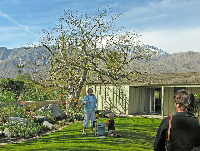 Smoke Tree Ranch Silk Floss Tree (8837)