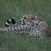 The Cheetah Whose Dinner Got Away