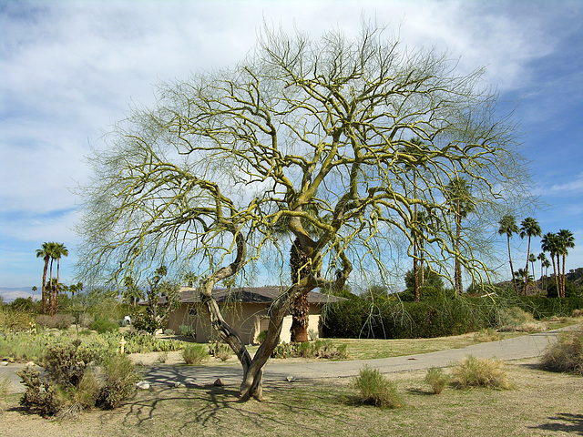 Sparse Palo Verde (8871)