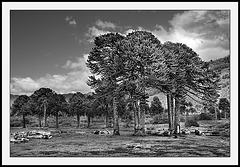 Araucaria