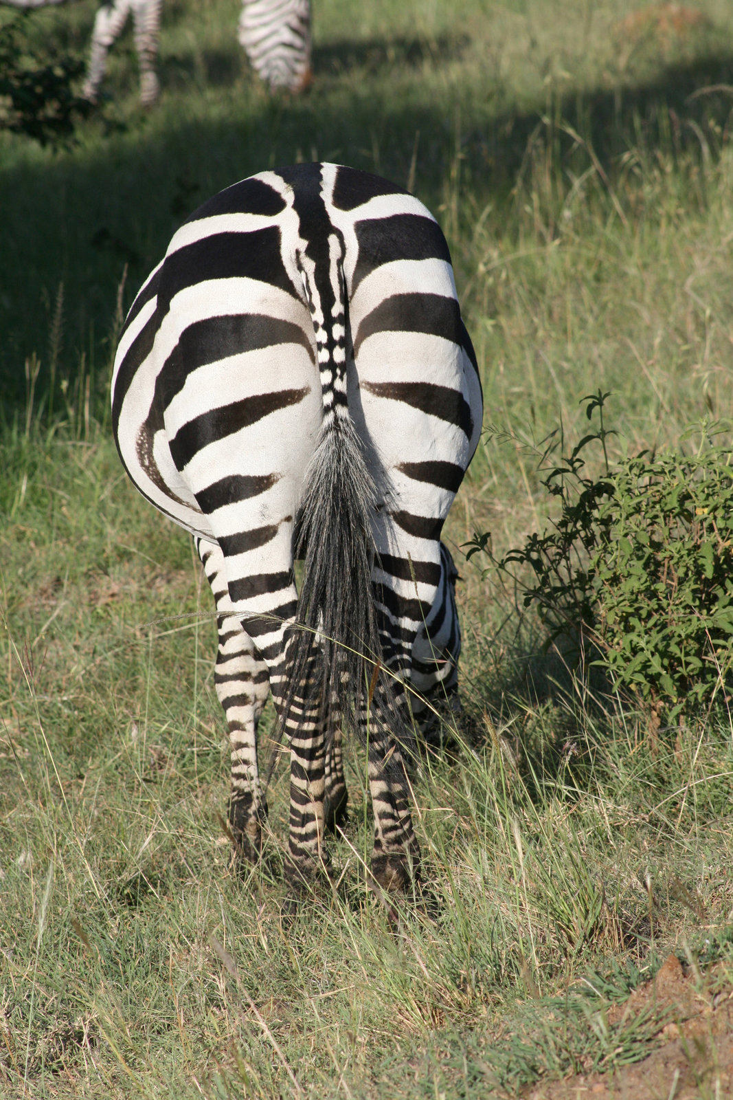 A Stripey Behind