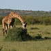 Giraffe and Gazelle
