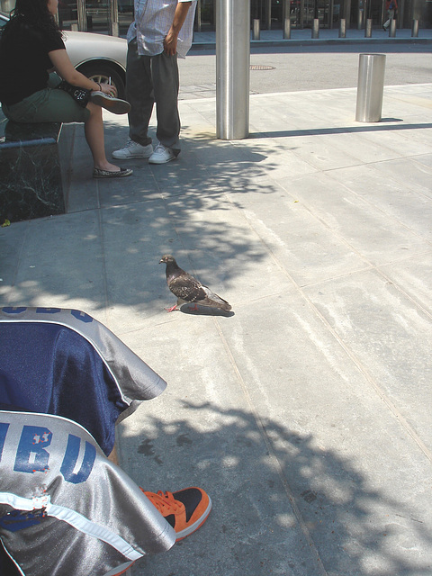 Pigeon Newyorkais /   NYC - Juillet 2008