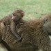 Piggy-Back Ride for a Baboon Baby