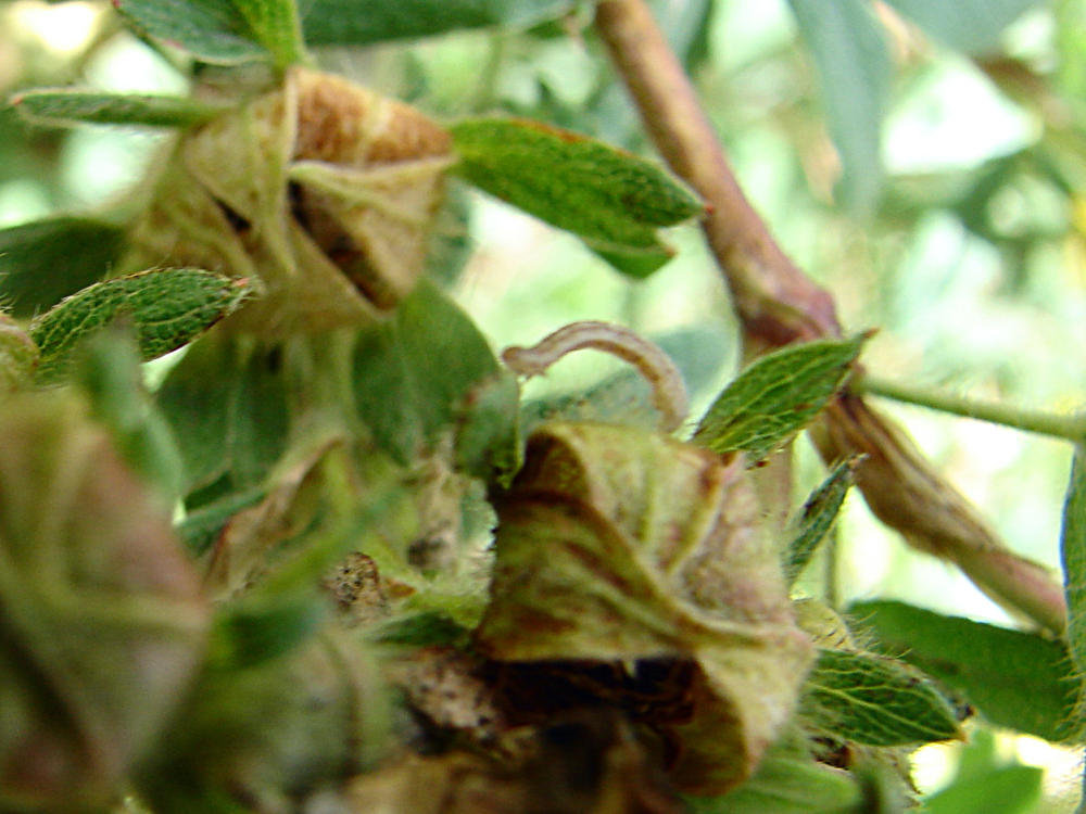 20090713 4318DSCw [D~LIP] Rotgebänderter Blütenspanner (Gymnoscelis rufifasciata) Raupe, Fingerstrauch (Potentilla fruticosa), Bad Salzuflen