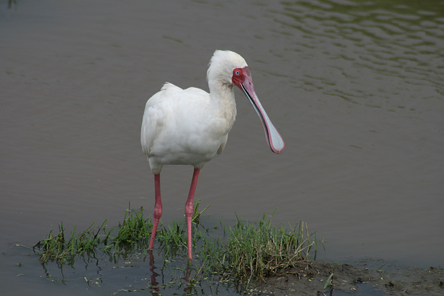 Spoonbill