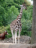 20090611 3193DSCw [D~H] Rothschild Giraffe, Pferdeantilope (Hippotragus equinus), Zoo Hannover