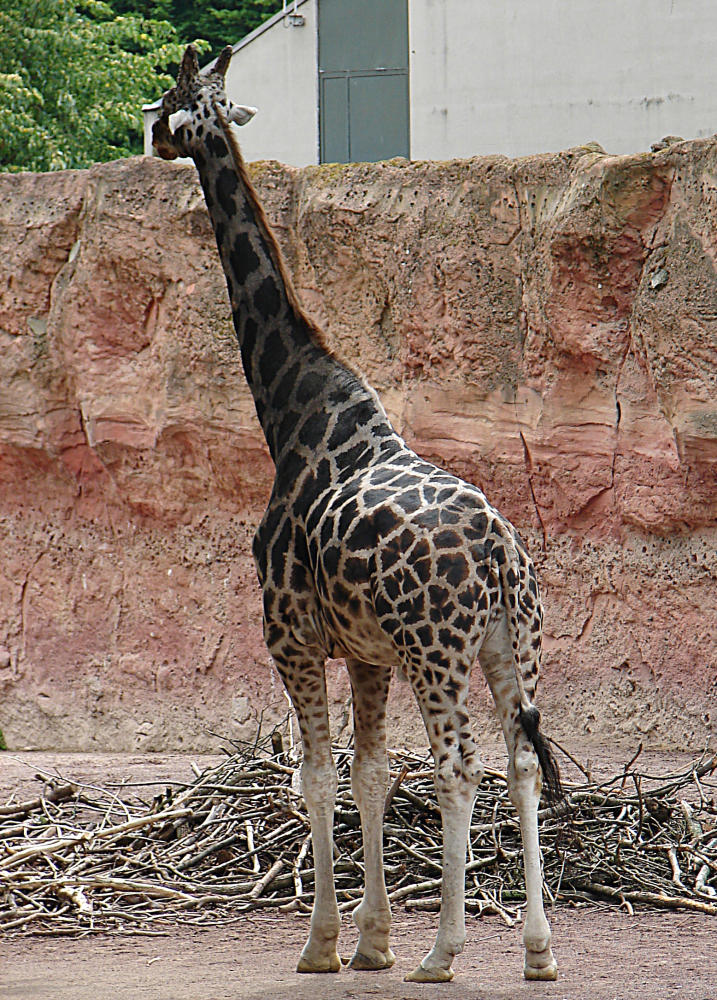 20090611 3199DSCw [D~H] Rothschild Giraffe  (Giraffa camelopardalis rothschildi), Zoo Hannover