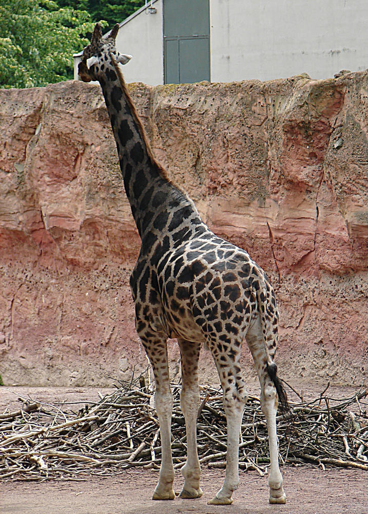 20090611 3199DSCw [D~H] Rothschild Giraffe  (Giraffa camelopardalis rothschildi), Zoo Hannover