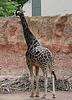 20090611 3199DSCw [D~H] Rothschild Giraffe  (Giraffa camelopardalis rothschildi), Zoo Hannover