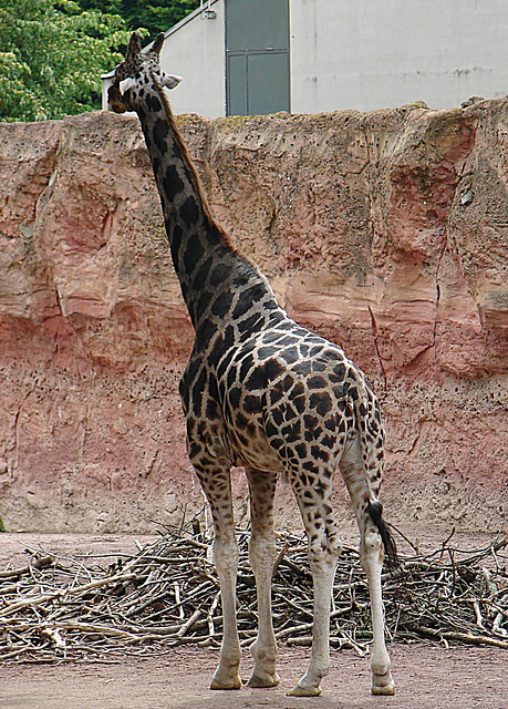 20090611 3199DSCw [D~H] Rothschild Giraffe, Zoo Hannover