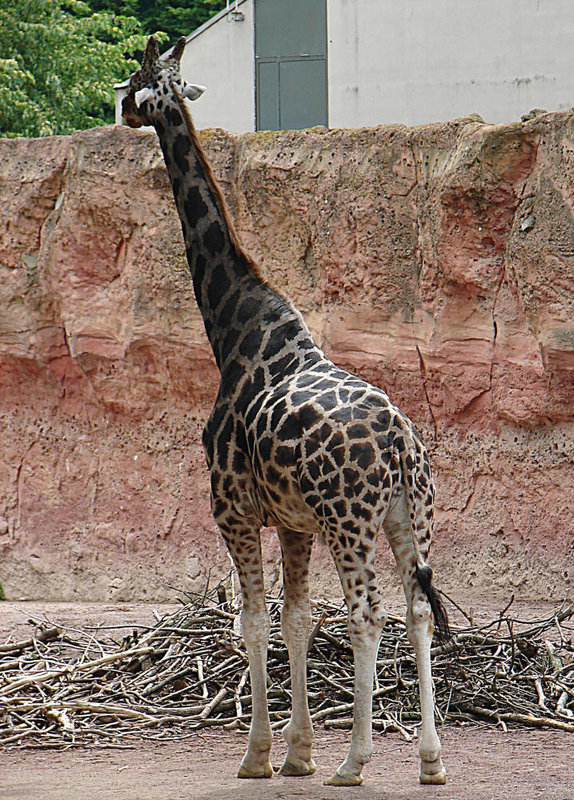 20090611 3199DSCw [D~H] Rothschild Giraffe  (Giraffa camelopardalis rothschildi), Zoo Hannover