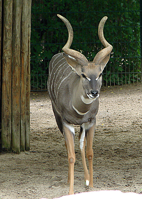 20090611 3200DSCw [D~H] Kleine Kudu (Ammelaphus imberbis), Zoo Hannover