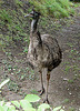 20090611 3201DSCw [D~H] Emu, Zoo Hannover