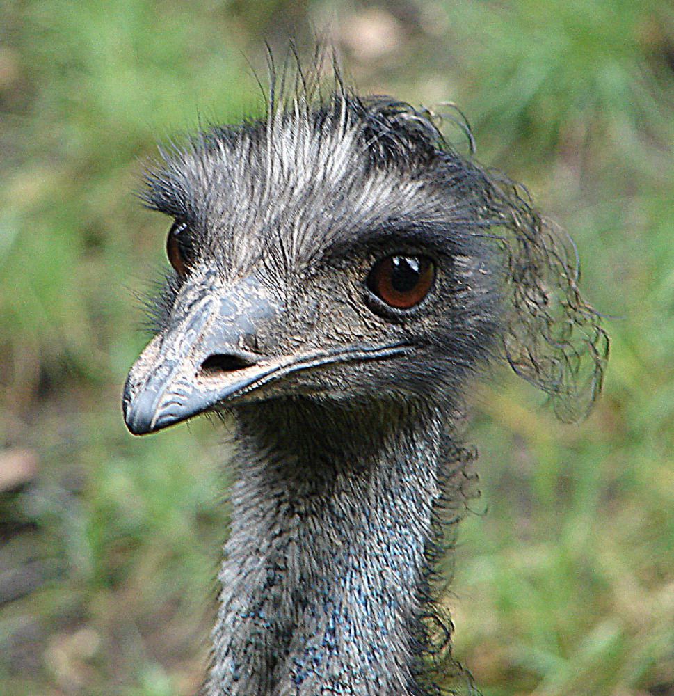 20090611 3206DSCw [D~H] Emu (Dromaius novaehollandine), Zoo Hannover
