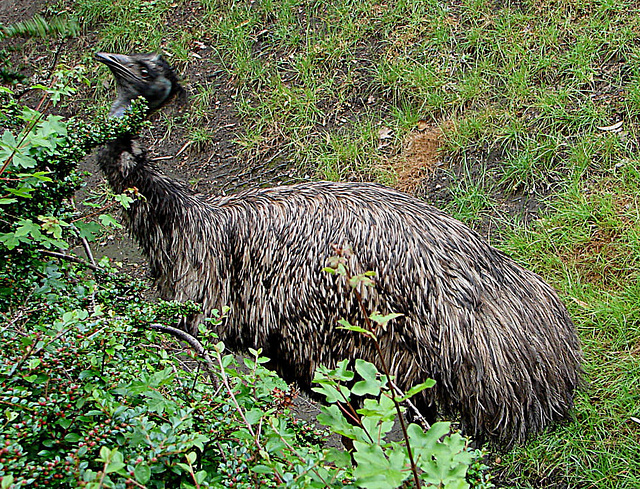 20090611 3207DSCw [D~H] Emu, Zoo Hanover
