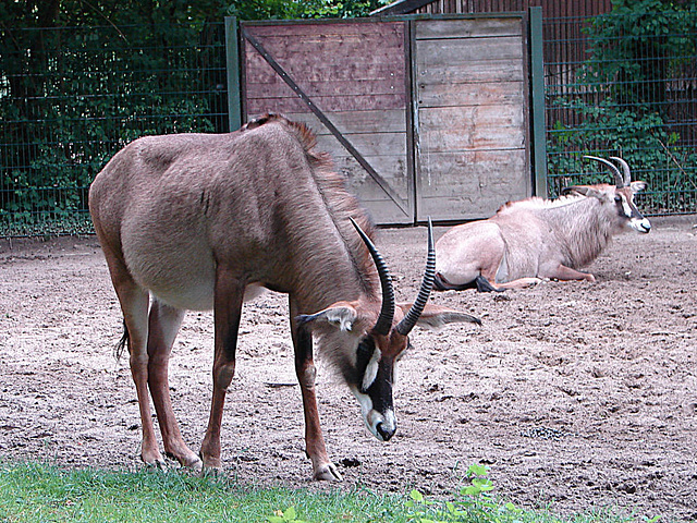 20090611 3209DSCw [D~H] Pferdeantilope, Zoo Hannover