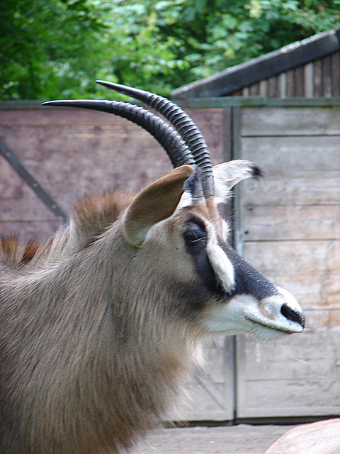 20090611 3210DSCw [D~H] Pferdeantilope, Zoo Hannover