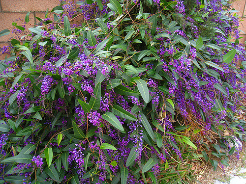 Hardenbergia (5285)