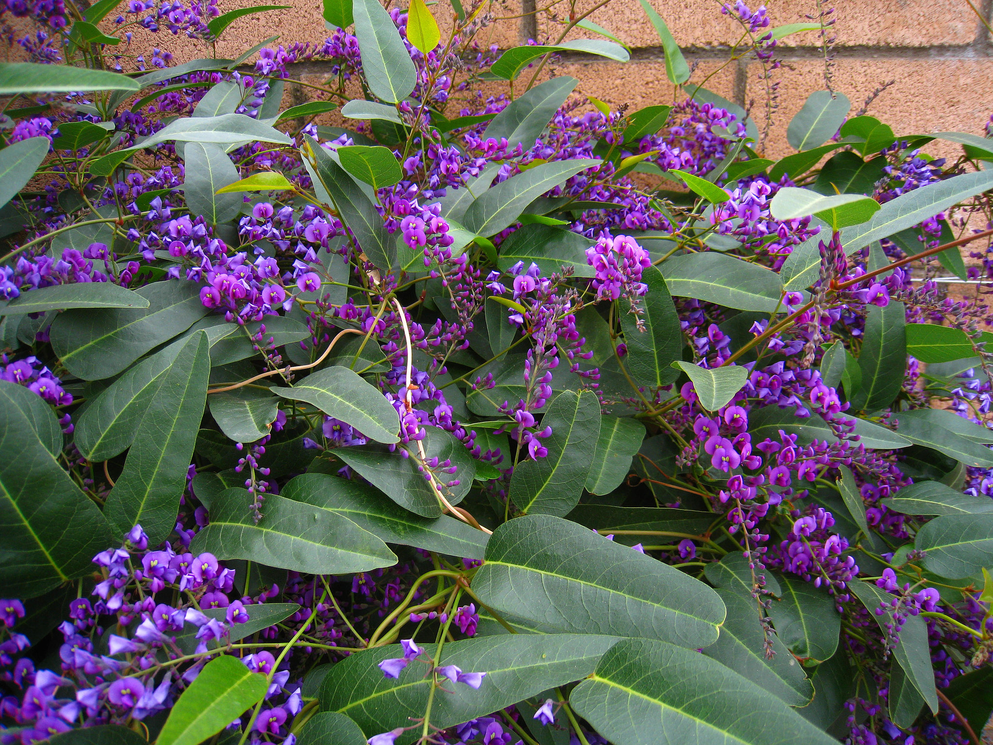 Hardenbergia (5287)