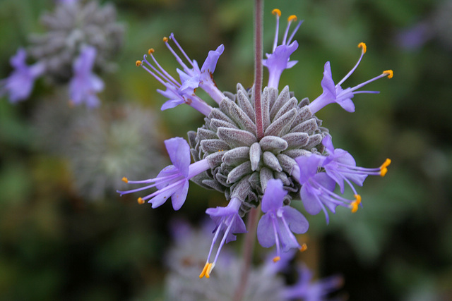 L.A. Garden Tour (6603)