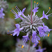 L.A. Garden Tour (6603)