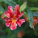L.A. Garden Tour (6609)