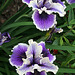 L.A. Garden Tour (6610)