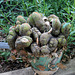 L.A. Garden Tour (6614)