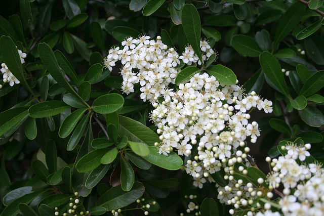 L.A. Garden Tour (6623)