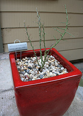 L.A. Garden Tour - Crcidium microphyllum 'Little Leaf Palo Verde' (665