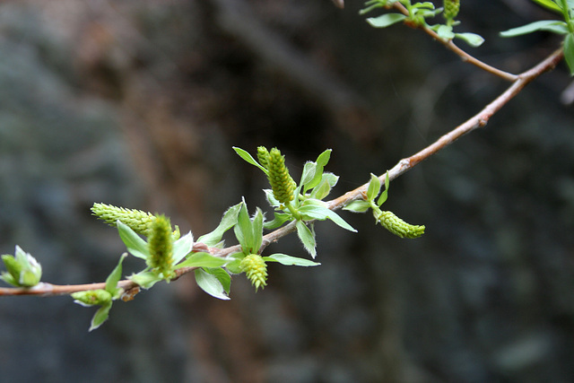 Catkins (5105)