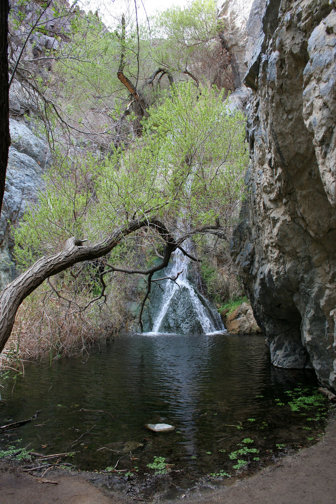 Darwin Falls (5104)