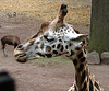 20090611 3214DSCw [D~H] Rothschild Giraffe, Springbock, Pferdeantilope, Zoo Hannover