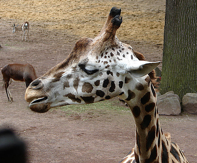 20090611 3214DSCw [D~H] Rothschild Giraffe (Giraffa camelopardalis rothschildi), Springbock (Antidorcas marsupialis), Pferdeantilope, Zoo Hannover