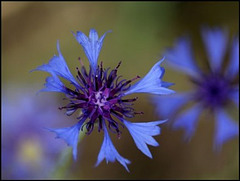 centaurea cyanus