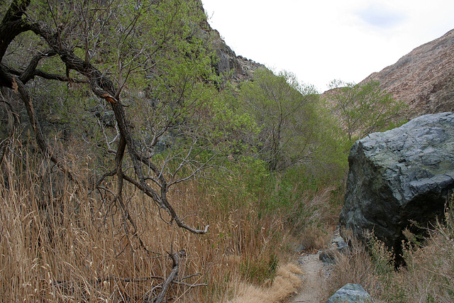 Hike To Darwin Falls (5094)