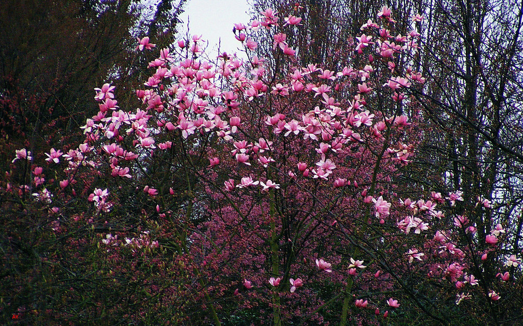 Flowering tree