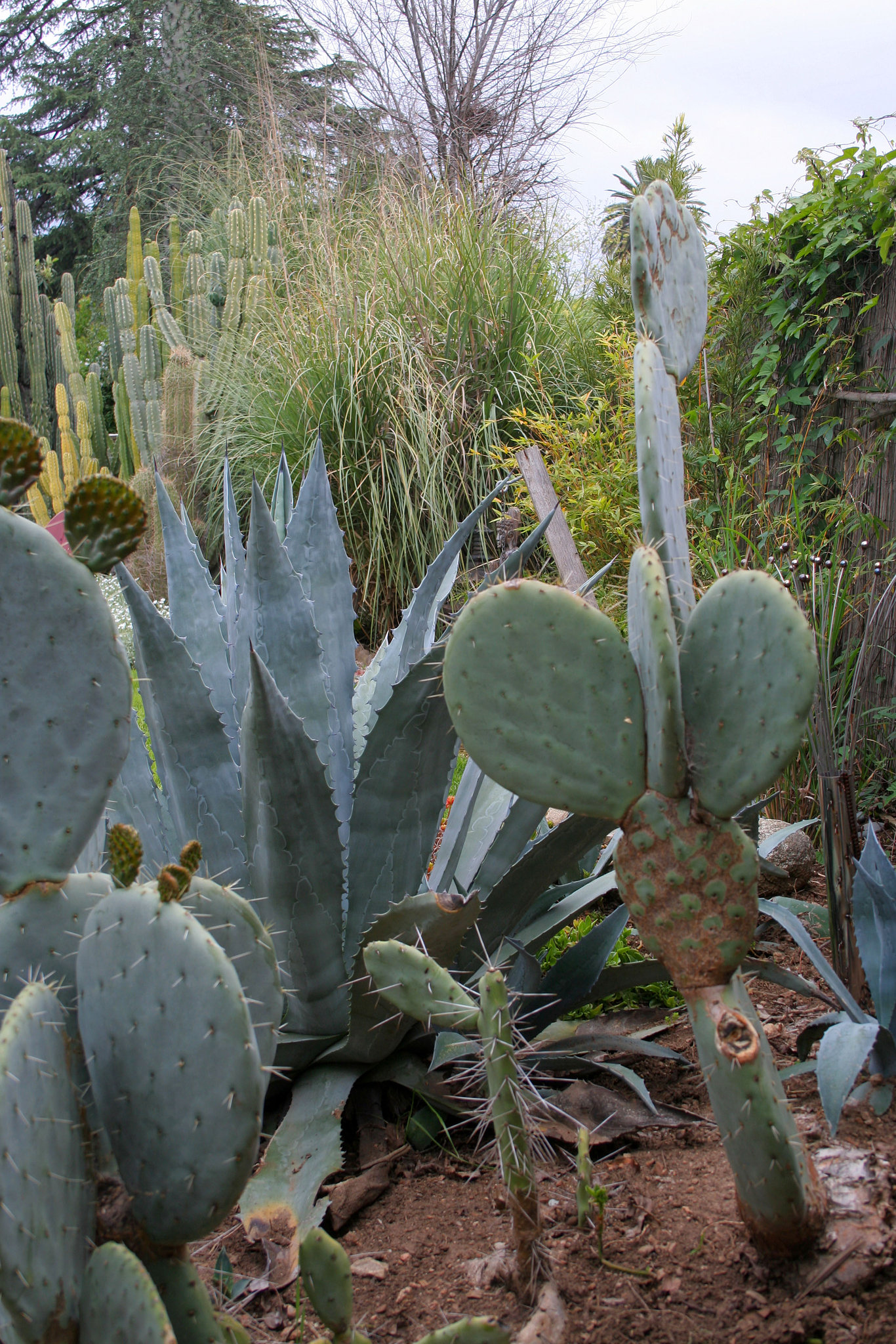 L.A. Garden Tour (6656)