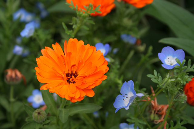 L.A. Garden Tour (6661)