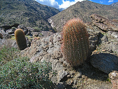 Cacti With A View Of Murray Canyon (5328)