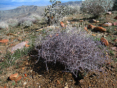 Desert Plants