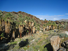 Murray Canyon (5330)