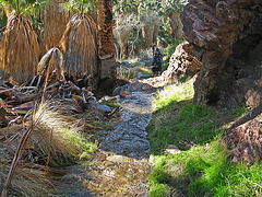 Murray Creek Flooding Onto Trail (5335)