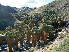 Palm Canyon (5288)